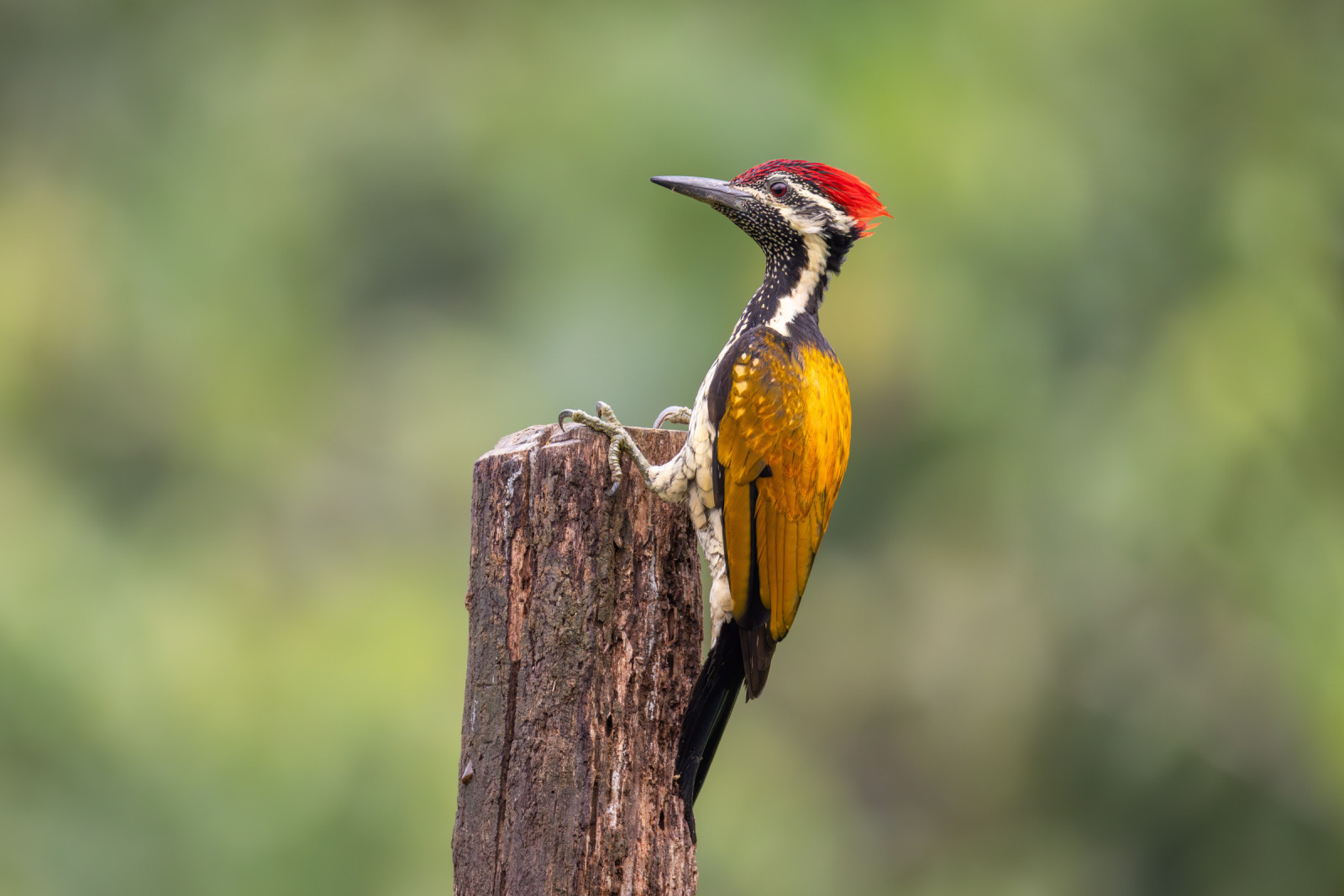 image Black-rumped Flameback